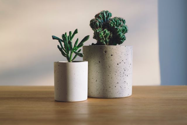 plants on the desk